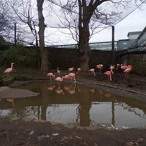 Lower section of flamingo aviary 26.2.23