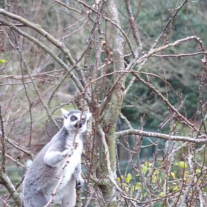 Ring-tailed lemur in a tree 26.2.23