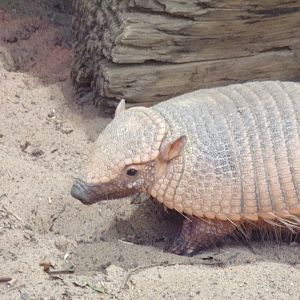 Large Hairy armadillo 26.2.23