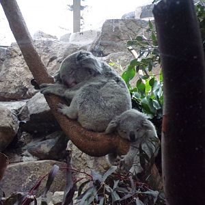 Koala and joey 26.2.23