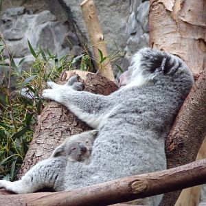 Koala and joey 26.2.23