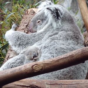 Koala and joey 26.2.23