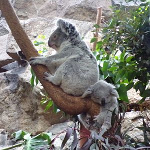 Koala and joey 26.2.23