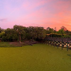 Bongo Exhibit At Sunset