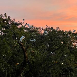 Wood Storks At Sunset