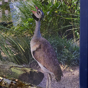 White Bellied Bustard