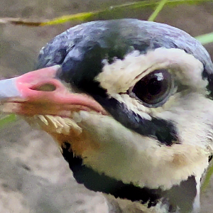 White Bellied Bustard