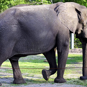African Elephant Ali