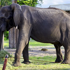 African Elephant Ali