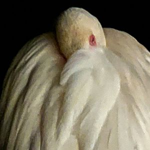 Greater Flamingo Sleeping