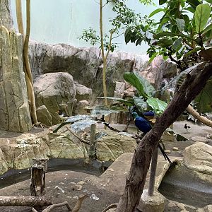 Golden-breasted Starling