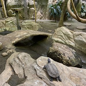 Turtle in Bird House Exhibit 2