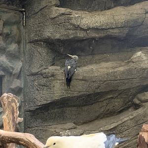 Great Slaty Woodpecker