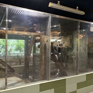 Southern Tamandua Exhibit