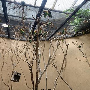 Fischer’s Lovebird