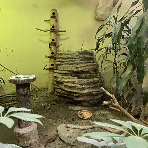 Red-throated Parrot-finch