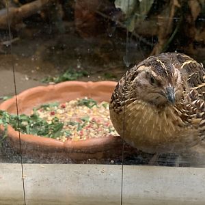 Japanese Quail