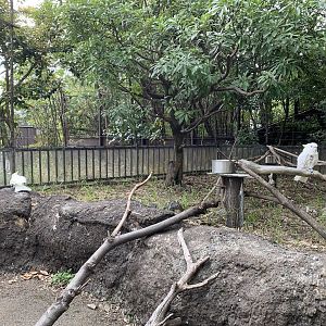 Triton Cockatoo Exhibit