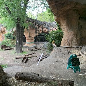 Western Lowland Gorilla Exhibit