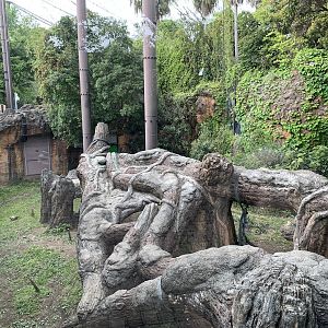 Western Lowland Gorilla Exhibit