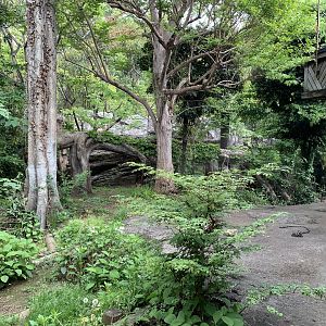 Sumatran Tiger Exhibit