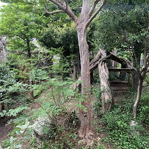 Sumatran Tiger Exhibit