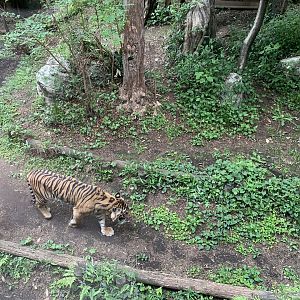 Female Sumatran Tiger