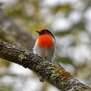 Red-capped Robin