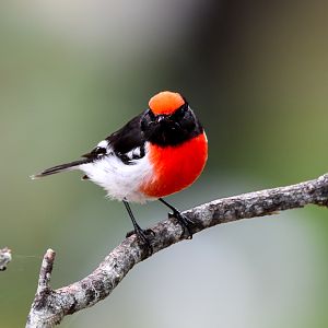 Red-capped Robin