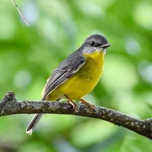 Eastern Yellow Robin