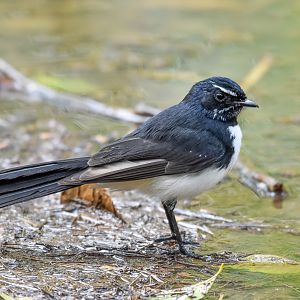 Willie-Wagtail