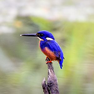 Azure Kingfisher