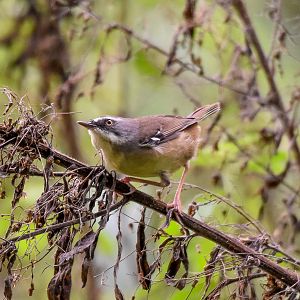 White-browed Scrubwren