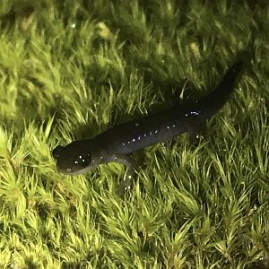Northern Gray-Cheeked Salamander (Plethodon montanus)