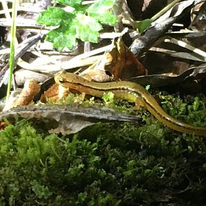 Blue Ridge Two-Lined Salamander (Eurycea wilderae)