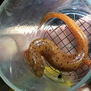 Spring Salamander (Gyrinophilus porphyriticus)