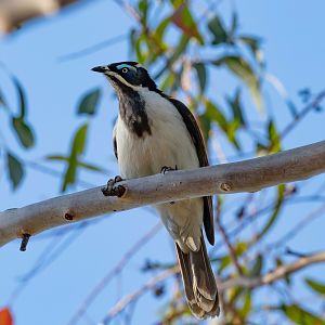 Blue-faced Honeyeater