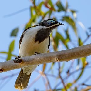 Blue-faced Honeyeater