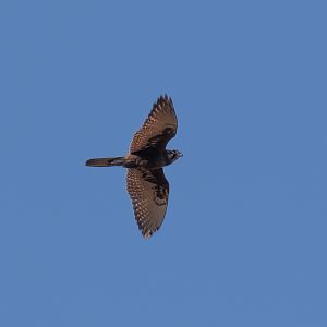 Brown Falcon