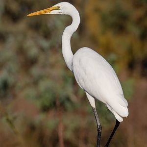 Great Egret
