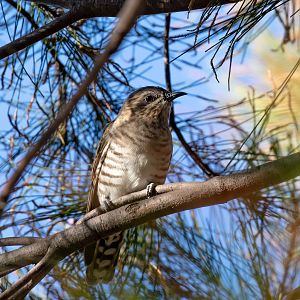Horsfield's Bronze Cuckoo