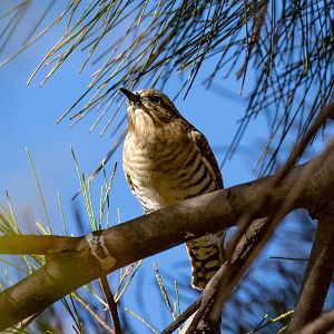 Horsfield's Bronze Cuckoo