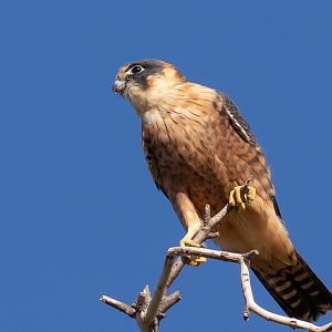 Australian Hobby