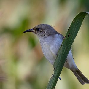 Brown Honeyeater