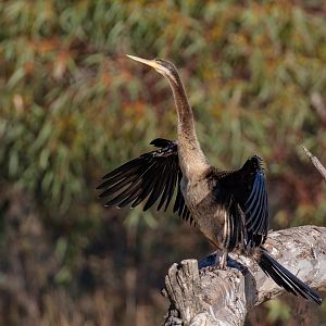 Australian Darter