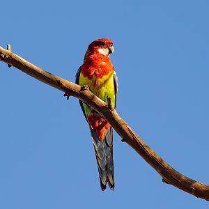 Eastern Rosella