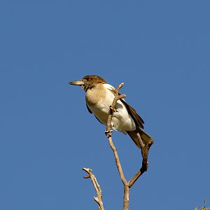 immature Pied Butcherbird