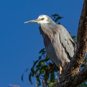 White-faced Heron