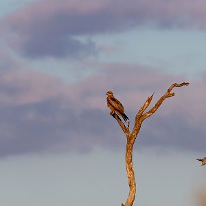 Black Kite