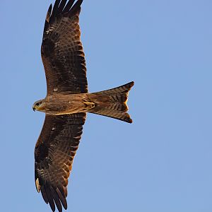 Black Kite